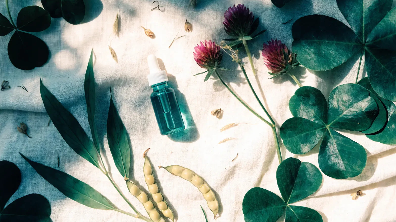 Phytoestrogènes et isoflavones pour la ménopause — sources naturelles soja et trèfle rouge | Nutremys